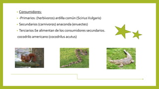 • Consumidores:
• -Primarios: (herbívoros) ardilla común (SciriusVulgaris)
• Secundarios (carnivoros) anaconda (enuectes)
• Terciarios:Se alimentan de los consumidores secundarios.
cocodrilo americano (cocodrilus acutus)
 