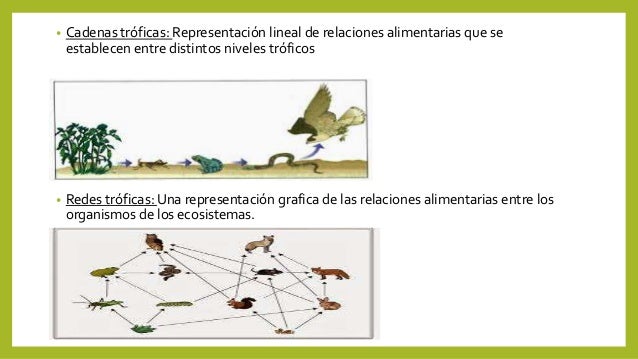 cadena trofica bosque boreal bosque tropical lluvioso 5 cadena trofica bosque boreal bosque tropical lluvioso 5