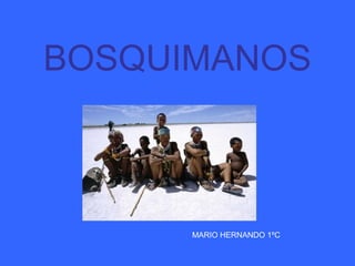 BOSQUIMANOS
MARIO HERNANDO 1ºC
 