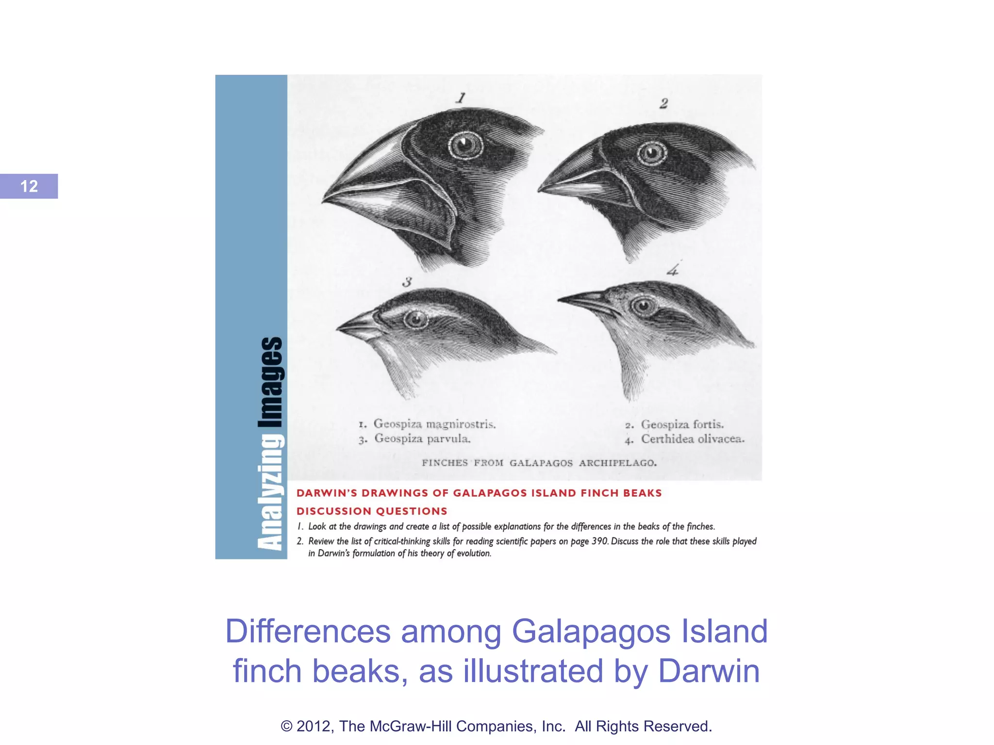 Differences among Galapagos Island
finch beaks, as illustrated by Darwin
12
© 2012, The McGraw-Hill Companies, Inc. All Rights Reserved.
 