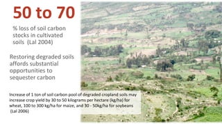 Soil Organic Matter for Climate Change Mitigation: Boon or Bane for Food Security