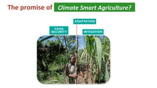 The promise of Climate Smart Agriculture?Climate Smart Agriculture?
 