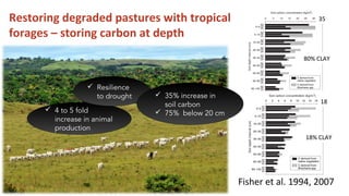 Restoring degraded pastures with tropical
forages – storing carbon at depth
 4 to 5 fold
increase in animal
production
 ...