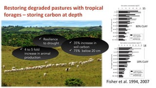 Bossio  rcp_unccd_cop12_20_oct_2015(2)