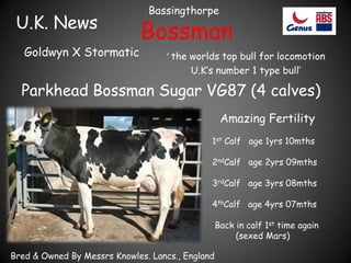 U.K. News
Goldwyn X Stormatic

Bassingthorpe

Bossman
‘ the worlds top bull for locomotion
U.K’s number 1 type bull’

Parkhead Bossman Sugar VG87 (4 calves)
Amazing Fertility
1st Calf age 1yrs 10mths
2ndCalf age 2yrs 09mths

3rdCalf age 3yrs 08mths
4thCalf age 4yrs 07mths
Back in calf 1st time again
(sexed Mars)
Bred & Owned By Messrs Knowles. Lancs., England

 