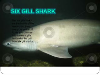 The six gill sharks
are the family of the
Hexarchus, they
can grow to 5 m(18
ft). As you can see
they have six gills,
that’s why the call
them six gill sharks.
 