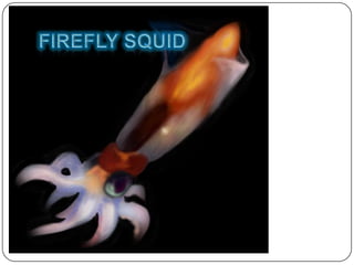 AKA sparkling
enope Squid. The
genus of the Firefly
squid is the
watasenia, they
also glow.
 