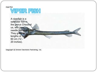 A viperfish is a
saltwater fish in
the genus Chauliod
us, with long,
needle like teeth.
They grow to
lengths of 30 to
60 cm (12 -
20 inches).
 