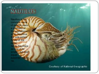 Nautilus is the
common name
of pelagic marin
e mollusks of
the cephalopod f
amily Nautilina,
the sole extant
family of the
super
family Nautilace
ae and of its
smaller but near
equal
suborder, Nautili
na.
 