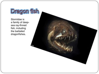 Stomiidae is
a family of deep-
sea ray-finned
fish, including
the barbeled
dragonfishes.
 