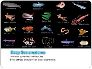 These are some deep sea creatures.
Some of these animals live on the seafloor bottom.
 