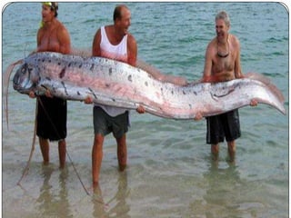 This fish may look like the naga, but it isn’t as strong as the naga. The oarfish
is a wired creature because it comes up to breathe air like a mammal.
 