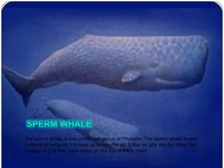 the sperm whale is one of the last genus of Physeter, The sperm whale is also
a mammal because it comes up to breathe air. It has no gills like the other fish,
instead of gills they have holes on the top of there head.
 