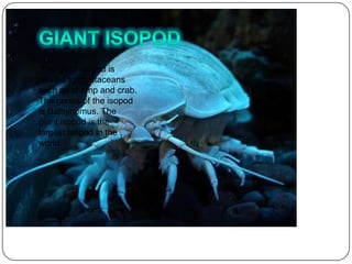 The giant isopod is
related to crustaceans
such as shrimp and crab.
The genus of the isopod
is Bathynomus. The
giant isopod is the
largest isopod in the
world.
 