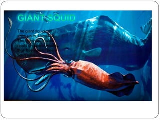 The giant squid can
grow up to 13 m(43ft).
The giant squid also
feeds on sperm whales,
they have never been
seen alive.
 