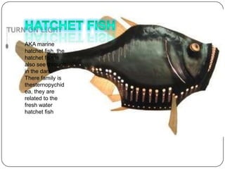 AKA marine
hatchet fish, the
hatchet fish is
also see through
in the dark.
There family is
thesternopychid
ea, they are
related to the
fresh water
hatchet fish
 