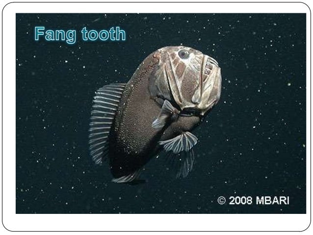 benthic