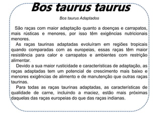 Bos taurus Adaptados
São raças com maior adaptação quanto a doenças e carrapatos,
mais rústicas e menores, por isso têm exigências nutricionais
menores.
As raças taurinas adaptadas evoluíram em regiões tropicais
quando comparadas com as europeias, essas raças têm maior
resistência para calor e carrapatos e ambientes com restrição
alimentar.
Devido a sua maior rusticidade e características de adaptação, as
raças adaptadas tem um potencial de crescimento mais baixo e
menores exigências de alimento e de manutenção que outras raças
taurinas.
Para todas as raças taurinas adaptadas, as características de
qualidade de carne, incluindo a maciez, estão mais próximas
daquelas das raças europeias do que das raças indianas.
 