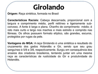 Origem: Raça sintética, formada no Brasil
Características Raciais: Cabeça descarnada, proporcional com a
largura e comprimento médio, perfil retilíneo e ligeiramente sub-
convexo. A fonte é larga e plana. Chanfro de comprimento médio; é
reto mais curto e largo nos machos e mais estreito e comprido nas
fêmeas. Os olhos possuem formato elíptico, são grandes, escuros,
protegidos por rugas da pele.
Vantagens do MGA: A raça Girolando é uma sintética e resultado do
cruzamento dos gados Holandês e Gir, sendo que seu grau
sanguíneo é 5/8 e 3/8, respectivamente. Surgiu em consequência dos
anseios dos criadores brasileiros, tentando juntar em uma mesma
raça as características de rusticidade do Gir e produtividade do
Holandês.
 