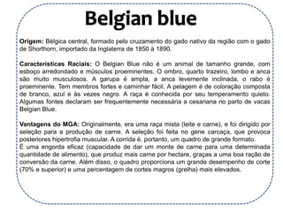 Origem: Bélgica central, formado pelo cruzamento do gado nativo da região com o gado
de Shorthorn, importado da Inglaterra de 1850 à 1890.
Características Raciais: O Belgian Blue não é um animal de tamanho grande, com
esboço arredondado e músculos proeminentes. O ombro, quarto trazeiro, lombo e anca
são muito musculosos. A garupa é ampla, a anca levemente inclinada, o rabo é
proeminente. Tem membros fortes e caminhar fácil. A pelagem é de coloração composta
de branco, azul e às vezes negro. A raça é conhecida por seu temperamento quieto.
Algumas fontes declaram ser frequentemente necessária a cesariana no parto de vacas
Belgian Blue.
Vantagens do MGA: Originalmente, era uma raça mista (leite e carne), e foi dirigido por
seleção para a produção de carne. A seleção foi feita no gene carcaça, que provoca
posteriores hipertrofia muscular. A corrida é, portanto, um quadro de grande formato.
É uma engorda eficaz (capacidade de dar um monte de carne para uma determinada
quantidade de alimento), que produz mais carne por hectare, graças a uma boa ração de
conversão da carne. Além disso, o quadro proporciona um grande desempenho de corte
(70% e superior) e uma percentagem de cortes magros (grelha) mais elevados.
 