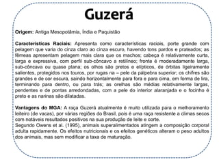 Origem: Antiga Mesopotâmia, Índia e Paquistão
Características Raciais: Apresenta como características raciais, porte grande com
pelagem que varia do cinza claro ao cinza escuro, havendo tons pardos e prateados; as
fêmeas apresentam pelagem mais clara que os machos; cabeça é relativamente curta,
larga e expressiva, com perfil sub-côncavo a retilíneo; fronte é moderadamente larga,
sub-côncava ou quase plana; os olhos são pretos e elípticos, de órbitas ligeiramente
salientes, protegidos nos touros, por rugas na – pele da pálpebra superior; os chifres são
grandes e de cor escura, saindo horizontalmente para fora e para cima, em forma de lira,
terminando para dentro, ou para trás; as orelhas são médias relativamente largas,
pendentes e de pontas arredondadas, com a pele do interior alaranjada e o focinho é
preto e as narinas são dilatadas.
Vantagens do MGA: A raça Guzerá atualmente é muito utilizada para o melhoramento
leiteiro (de vacas), por várias regiões do Brasil, pois é uma raça resistente a climas secos
com notáveis resultados positivos na sua produção de leite e corte.
Segundo Owens et al. (1995), animais superalimentados atingem a composição corporal
adulta rapidamente. Os efeitos nutricionais e os efeitos genéticos alteram o peso adultos
dos animais, mas sem modificar a taxa de maturação.
 