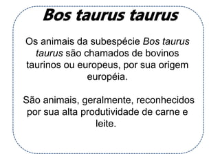 Os animais da subespécie Bos taurus
taurus são chamados de bovinos
taurinos ou europeus, por sua origem
européia.
São animais, geralmente, reconhecidos
por sua alta produtividade de carne e
leite.
 