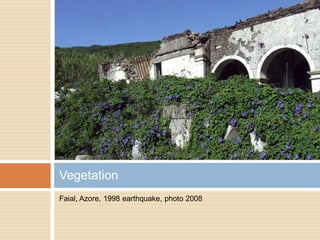 Faial, Azore, 1998 earthquake, photo 2008
Vegetation
 