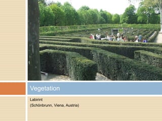 Labirint
(Schönbrunn, Viena, Austria)
Vegetation
 