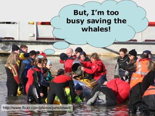 But, I’m too busy saving the whales! http://www.flickr.com/photos/petelidwell/ 