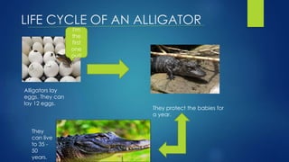 LIFE CYCLE OF AN ALLIGATOR
I'm
the
first
one
out!
Alligators lay
eggs. They can
lay 12 eggs.
They protect the babies for
a year.
They
can live
to 35 -
50
years.
 