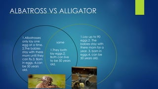 ALBATROSS VS ALLIGATOR
1.Albatrosses
only lay one
egg at a time.
2.The babies
stay with there
mom until they
can fly.3. Born
in eggs. 4.can
be 50 years
old.
same
1.They both
lay eggs.2.
Both can live
to be 50 years
old.
1.Lay up to 90
eggs.2. The
babies stay with
there mom for a
year. 3. born in
eggs.4. can be
50 years old.
 