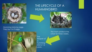 Humming birds lay eggs.
They lay 2 or 3 eggs.
The mom protects the
chick for three weeks.
The
lifespan of
a
humming
bird is 1-6
years.
THE LIFECYCLE OF A
HUMMINGBIRD
 