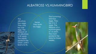 The
albatross
lays eggs.
They only
lay one
egg. The
lifespan of
an albatross
is 50 years.
The adults
protects the
chick until it
learns to fly.
Same
They both
lay eggs.
The humming
bird lays
eggs. They
lay 2 to 3
eggs. The
lifespan of a
hummingbird
is 1-6 years.
The mom
protects the
birds for three
weeks.
ALBATROSS VS.HUMMINGBIRD
 