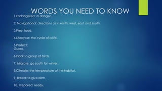 WORDS YOU NEED TO KNOW1.Endangered: in danger.
2. Navigational: directions as in north, west, east and south.
3.Prey: food.
4.Lifecycle: the cycle of a life.
5.Protect:
Guard.
6.Flock: a group of birds.
7. Migrate: go south for winter.
8.Climate: the temperature of the habitat.
9. Breed: to give birth.
10. Prepared: ready.
 