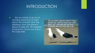 INTRODUCTION
 Are you ready to go on an
amazing adventure to learn
about the fantastic bird, the
Albatross. Hurry the plane is
about to take off! Oh prepare
to have fun. I know you will on
this crazy ride.
 