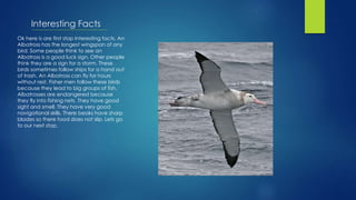 Interesting Facts
Ok here is are first stop Interesting facts. An
Albatross has the longest wingspan of any
bird. Some people think to see an
Albatross is a good luck sign. Other people
think they are a sign for a storm. These
birds sometimes follow ships for a hand out
of trash. An Albatross can fly for hours
without rest. Fisher men follow these birds
because they lead to big groups of fish.
Albatrosses are endangered because
they fly into fishing nets. They have good
sight and smell. They have very good
navigational skills. There beaks have sharp
blades so there food does not slip. Lets go
to our next stop.
 