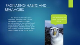 FASINATING HABITS AND
BEHAVOIRS
This stop is my favorite so be
prepared! These silly birds run with
there wings spread apart and
sometimes step on each other to get
ready to take off. They dance and
sing for mates! Albatrosses only go to
land to get a partner or breed. Were
heading back on the plane. Hurry!
I am waiting for my
mate. That’s all I’m
doing.
 