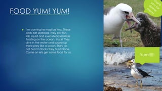 FOOD YUM! YUM!
 I’m starving he must be two. These
birds eat seafood. They eat fish,
krill, squid and even dead animals
floating on the ocean. Yuck! They
dive in the water and scoop up
there prey like a spoon. They do
not hunt in flocks they hunt alone.
Come on lets get some food for us.
Yum!!!!!
 