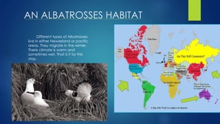 AN ALBATROSSES HABITAT
Different types of Albatrosses
live in either Newzeland or pacific
areas. They migrate in the winter.
There climate is warm and
sometimes wet. That is it for this
stop.
 