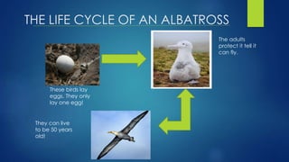 THE LIFE CYCLE OF AN ALBATROSS
These birds lay
eggs. They only
lay one egg!
The adults
protect it tell it
can fly.
They can live
to be 50 years
old!
 