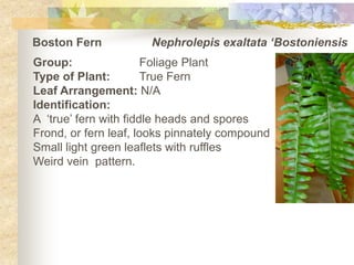 Boston Fern   	    Nephrolepisexaltata ‘Bostoniensis Group:		Foliage Plant Type of Plant:	True Fern Leaf Arrangement: N/A Identification: A  ‘true’ fern with fiddle heads and spores Frond, or fern leaf, looks pinnately compound Small light green leaflets with ruffles Weird vein  pattern. 