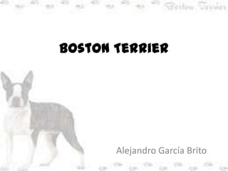 Boston Terrier




       Alejandro García Brito
 