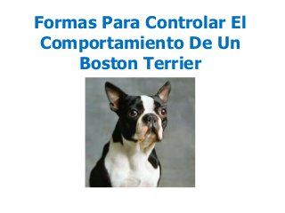 Formas Para Controlar El
Comportamiento De Un
Boston Terrier
 