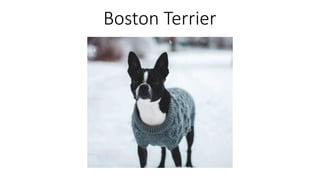Boston Terrier
 