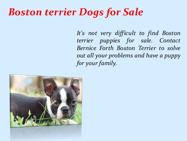 boston terrier dogs for sale