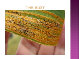 rust of Wheat | PPTX