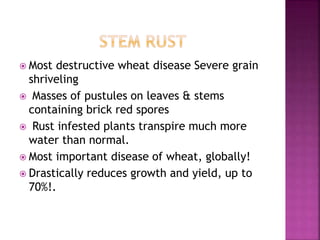 rust of Wheat | PPTX