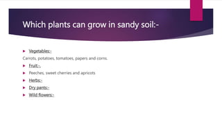 Which plants can grow in sandy soil:-
 Vegetables:-
Carrots, potatoes, tomatoes, papers and corns.
 Fruit:-.
 Peeches, ...