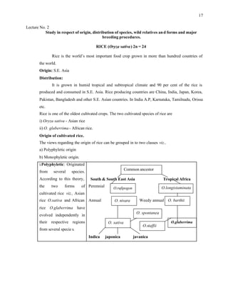 17
Lecture No. 2
Study in respect of origin, distribution of species, wild relatives and forms and major
breeding procedures.
RICE (Oryza sativa) 2n = 24
Rice is the world’s most important food crop grown in more than hundred countries of
the world.
Origin: S.E. Asia
Distribution:
It is grown in humid tropical and subtropical climate and 90 per cent of the rice is
produced and consumed in S.E. Asia. Rice producing countries are China, India, Japan, Korea,
Pakistan, Bangladesh and other S.E. Asian countries. In India A.P, Karnataka, Tamilnadu, Orissa
etc.
Rice is one of the oldest cultivated crops. The two cultivated species of rice are
i) Oryza sativa - Asian rice
ii) O. glaberrima - African rice.
Origin of cultivated rice.
The views regarding the origin of rice can be grouped in to two classes viz.,
a) Polyphyletic origin
b) Monophyletic origin.
i.Polyphyletic: Originated
from several species.
According to this theory,
the two forms of
cultivated rice viz., Asian
rice O.sativa and African
rice O.glaberrima have
evolved independently in
their respective regions
from several specie s.
South & South East Asia Tropical Africa
Perennial
Annual Weedy annual
Indica japonica javanica
Common ancestor
O.rufipogon O.longistaminata
O. nivara O. barthii
O. spontanea
O. sativa
O.staffii
O.glaberrima
 