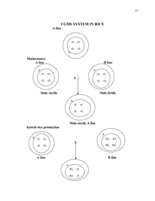 25
CGMS SYSTEM IN RICE
A line
Maintenance
A line B line
X
Male sterile Male fertile
Male sterile A line
hybrid rice production
X
A line R line
S
rf1 rf1
rf2 rf2
S
rf1 rf1
rf2 rf2
F
rf1 rf1
rf2 rf2
S
rf1 rf1
rf2 rf2
S rf1 rf1
rf2 rf2
F
Rf1 Rf1
Rf2 Rf2
S
Rf1 rf1
Rf2 rf2
 